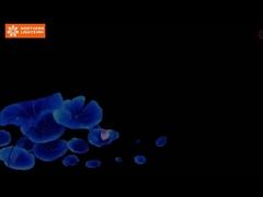 Améliorez les expositions et les événements des musées avec des expériences immersives.